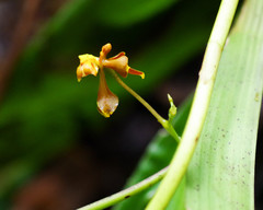 Cyrtochilum cimiciferum