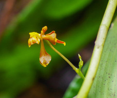 Cyrtochilum cimiciferum