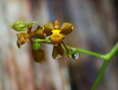 Cyrtochilum cimiciferum
