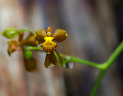 Cyrtochilum cimiciferum