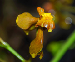 Cyrtochilum cimiciferum
