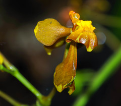Cyrtochilum cimiciferum