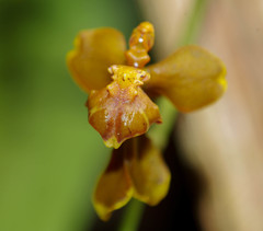 Cyrtochilum cimiciferum
