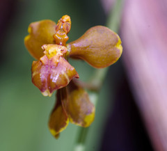 Cyrtochilum cimiciferum