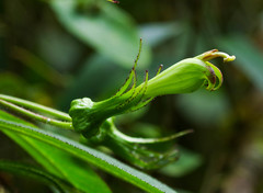 Centropogon nigricans