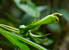 Centropogon nigricans