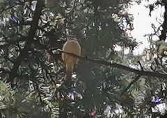 Sicalis flaveola