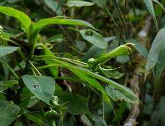 Centropogon nigricans