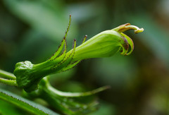 Centropogon nigricans