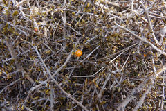 Coprosma cheesemanii