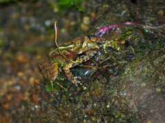 Pristimantis eremitus