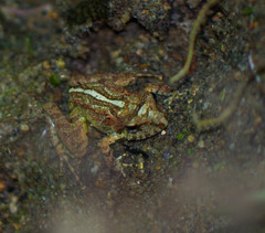 Pristimantis eremitus