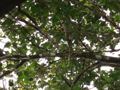 Melanerpes chrysauchen