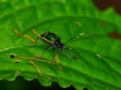 Paratriarius