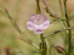 Agalinis communis