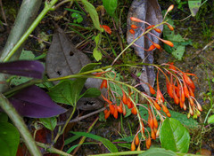 Epidendrum spathatum