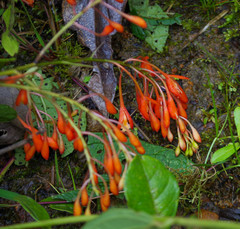Epidendrum spathatum