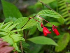 Begonia longirostris