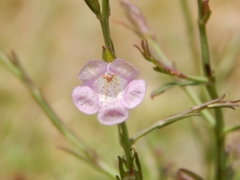 Agalinis communis