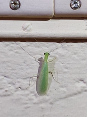 Eomantis