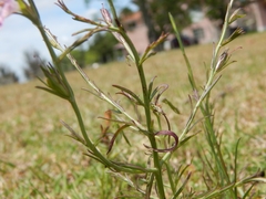 Agalinis communis
