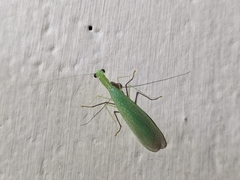 Eomantis