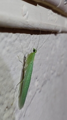 Eomantis