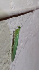 Eomantis