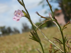 Agalinis communis