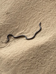 Atractaspis bibronii