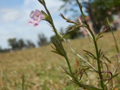 Agalinis communis