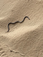 Atractaspis bibronii