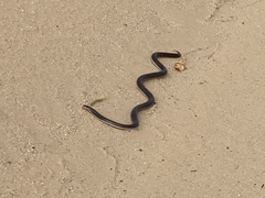 Atractaspis bibronii