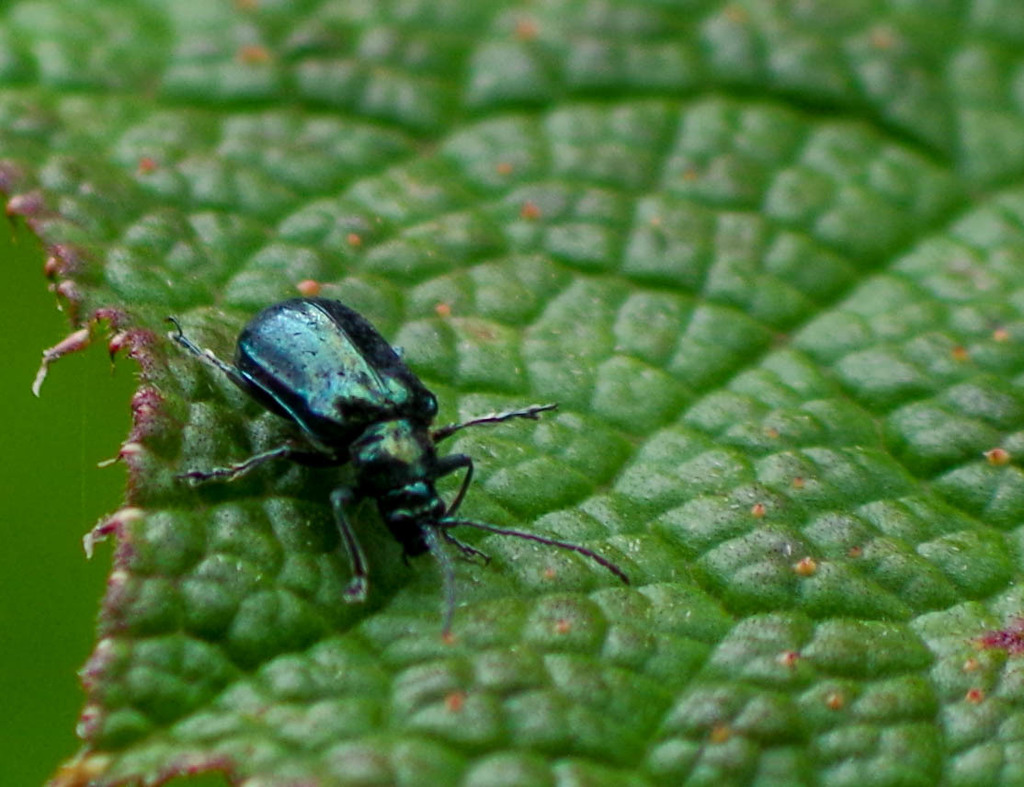 Macrohaltica plicata