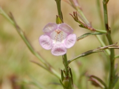Agalinis communis