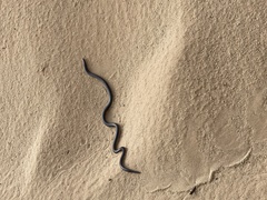 Atractaspis bibronii