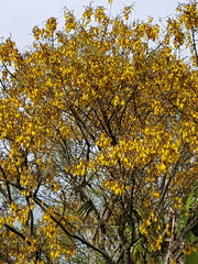 Sophora fulvida