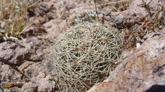 Coryphantha compacta