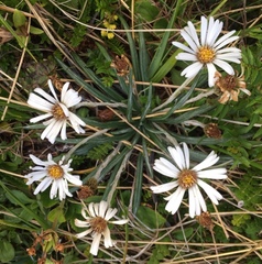 Celmisia major brevis