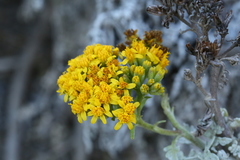 Constancea nevinii
