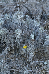 Constancea nevinii