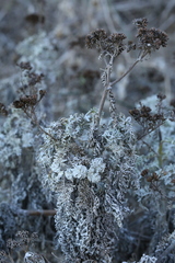 Constancea nevinii