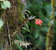 Epidendrum spathatum