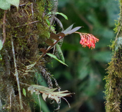Epidendrum spathatum