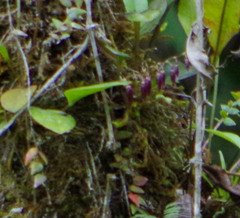 Pleurothallis restrepioides
