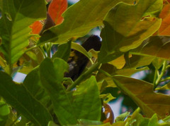 Chlorospingus semifuscus