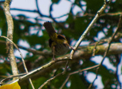 Chlorospingus semifuscus