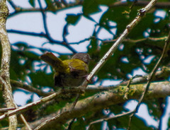 Chlorospingus semifuscus
