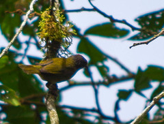 Chlorospingus semifuscus
