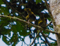 Chlorospingus semifuscus